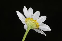 Matricaria
