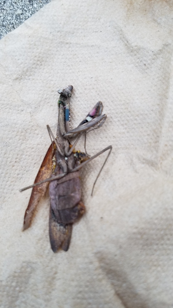 Asian Jumping Mantis