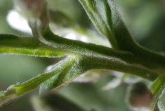 Pterocaulon