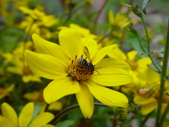 Paranthidium jugatorium