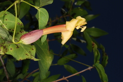 Dolichandra cynanchoides