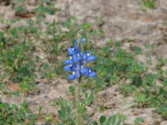 Lupinus subcarnosus