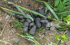 Nyctereutes procyonoides