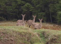 Cervus elaphus elaphus