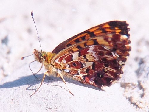 Arctic Fritillary