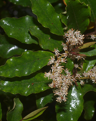 Quintinia serrata