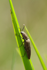 Actenicerus siaelandicus