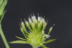 Calyceraceae