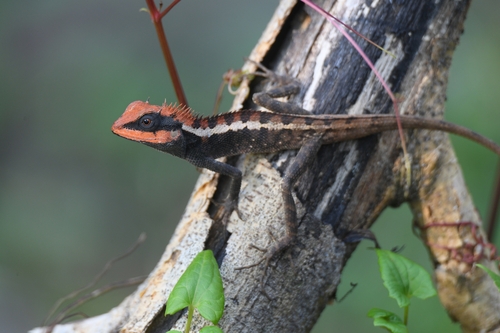 Forest Garden Lizard, น้ำตกสวนใหม่, photo 6 of 10