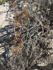 Cuscuta psorothamnensis