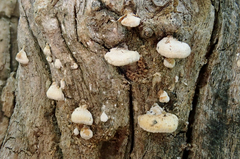 Truncospora mexicana