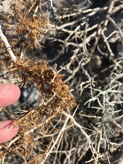 Cuscuta psorothamnensis