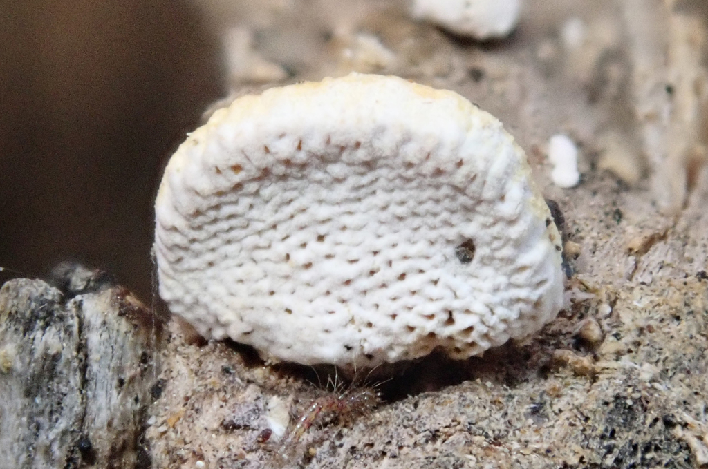 Truncospora