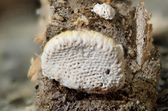 Truncospora mexicana