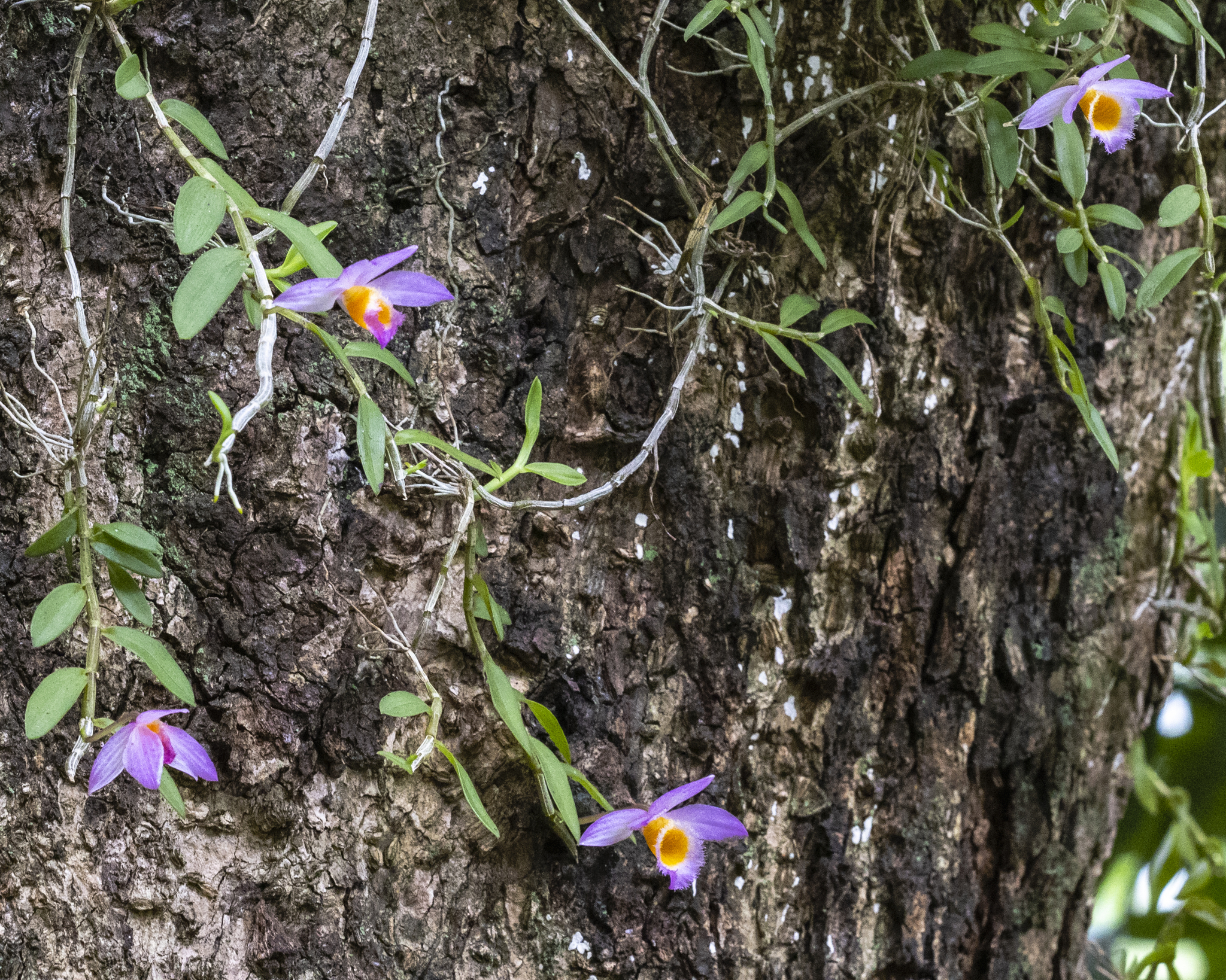 Imagem de Orquídea bambu