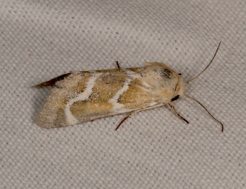Schinia biundulata photo 4