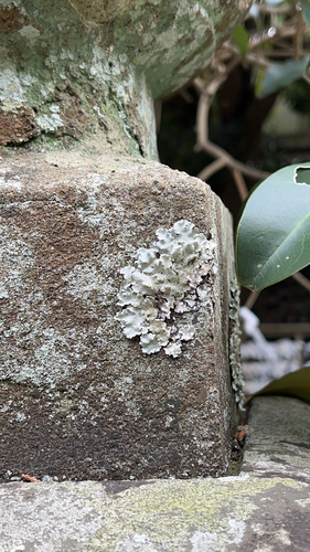 Parmotrema hypotropum