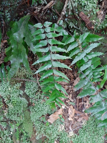 Asplenium polyodon