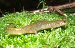 Desmognathus welteri