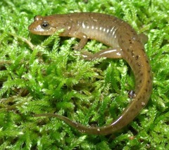 Desmognathus welteri