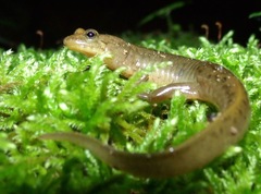 Desmognathus welteri