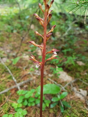 Corallorhiza maculata maculata