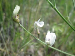 Astragalus convallarius