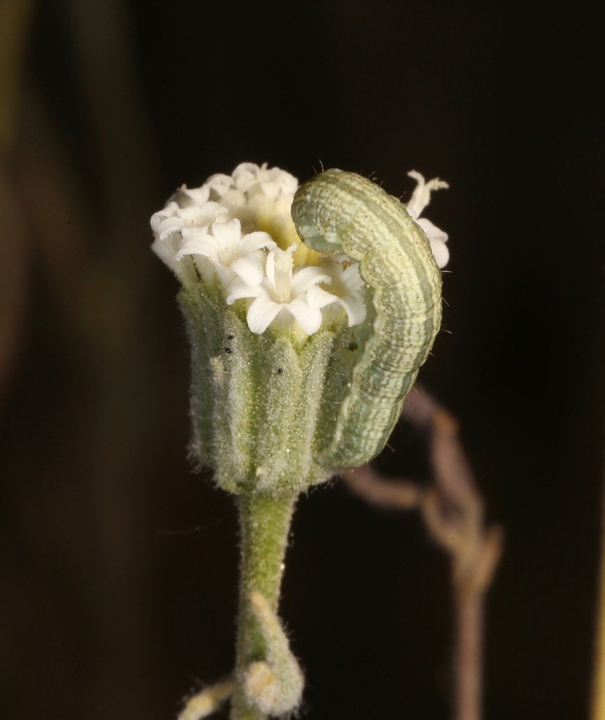 Schinia graefiana