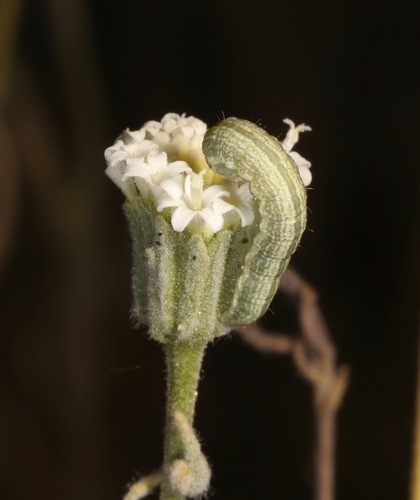Schinia graefiana