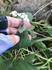 Calycomyza eupatoriphaga