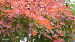Acer palmatum