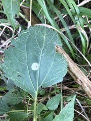 Calycomyza eupatoriphaga