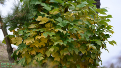 Liriodendron