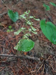 Neottia convallarioides