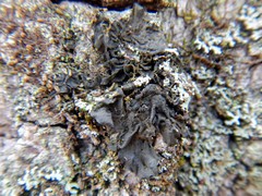 Collema subflaccidum