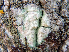 Lecanora thysanophora image