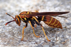 Polistes lineonotus