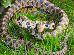 Pantherophis ramspotti