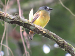 Myiotriccus ornatus