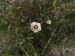 Sida linifolia
