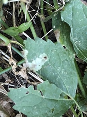Calycomyza eupatoriphaga