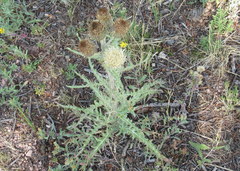 Cirsium scariosum