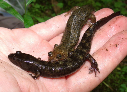 Desmognathus intermedius
