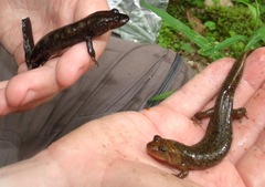 Desmognathus marmoratus