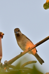 Spindalis zena benedicti