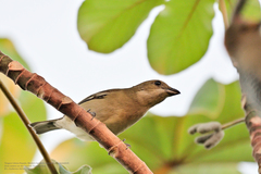 Spindalis zena benedicti