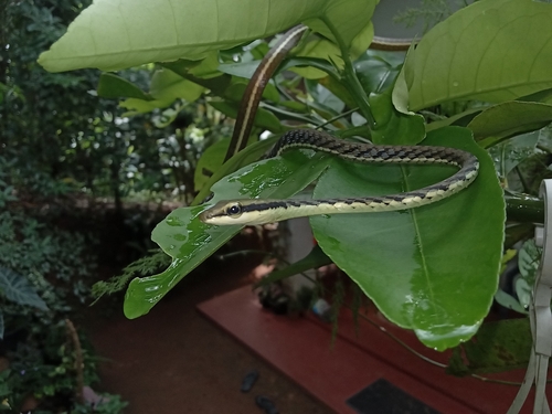 Photo of a Boulenger's Bronzeback (Dendrelaphis bifrenalis)