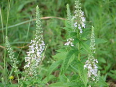 Teucrium canadense occidentale