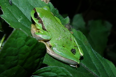 Assam Treefrog photo 2