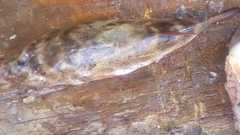 Sphoeroides annulatus